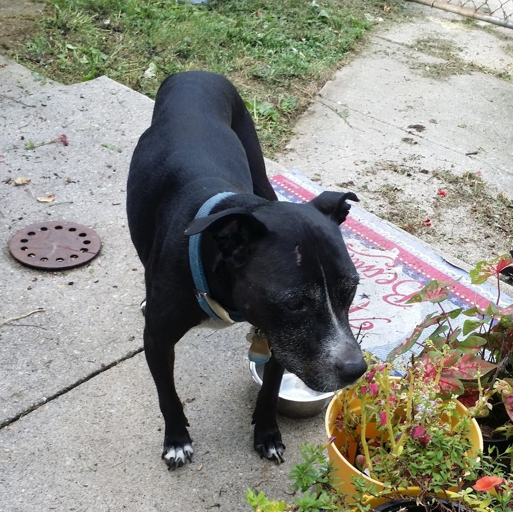 Meet your Posher, Fawn